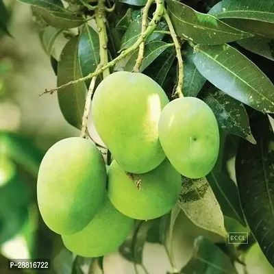 Baishnab  Mango plant 65 Mango Plant-thumb0