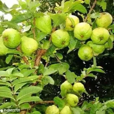 Baishnab  Hybrid Guava Fruit PlantCFA140 Guava P