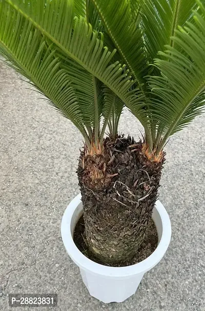 Baishnab  Cycas Revoluta Plant Live Plant CF98 Cy