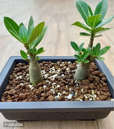 Baishnab  Adenium    Ad 02 Adenium Plant-thumb0