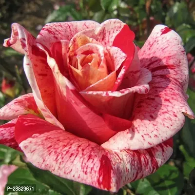 Baishnab  Hybrid Live Rose PlantCF0167 Rose Plant