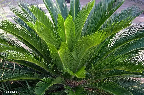 Baishnab  Cycas Revoluta Plant Live Plant CF381 C-thumb0