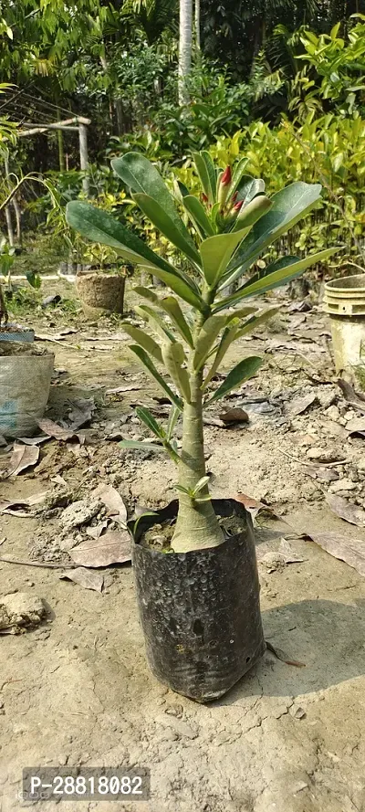 Baishnab  adeinum red Adenium Plant