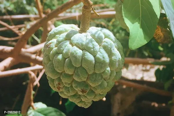 Baishnab  Custard Apple Live Plant CF00261 Custar