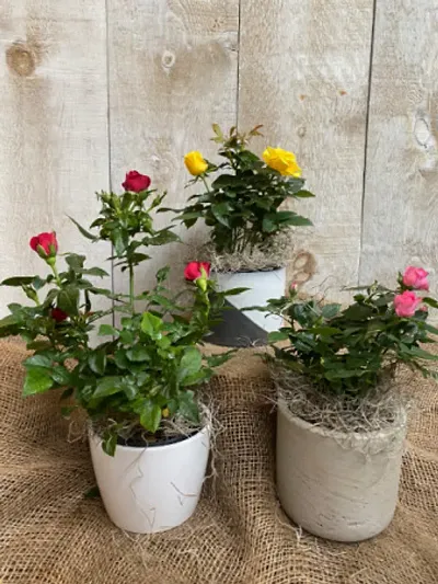 New Arrival Plant & Planters 