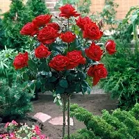 Baishnab Rose Plant ROSE PLANT V55-thumb1