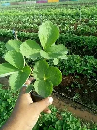 Baishnab Strawberry Plant Strawberry fruit live plant-thumb2