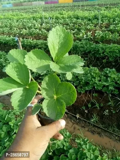 Baishnab Strawberry Plant Strawberry fruit live plant-thumb3