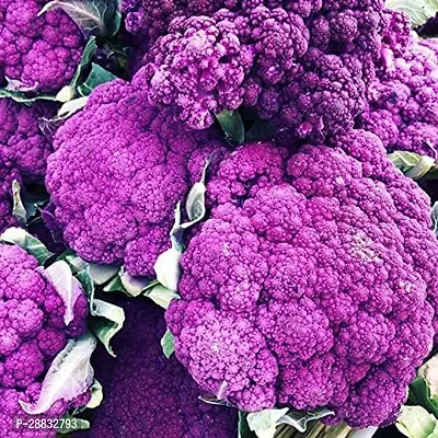 Baishnab Cauliflower seed 35 per packet  rbPurple Cauliflower  Phol Gobhi  F1 Hybrid Vegetable Seeds   G365435PIECE