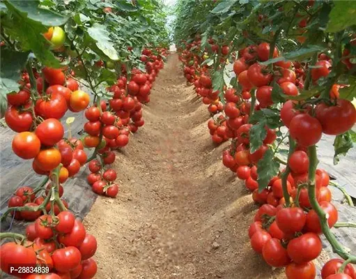 Baishnab tomato seeedas117 ALK Quant Tomato 200Seeds200PIECE-thumb0