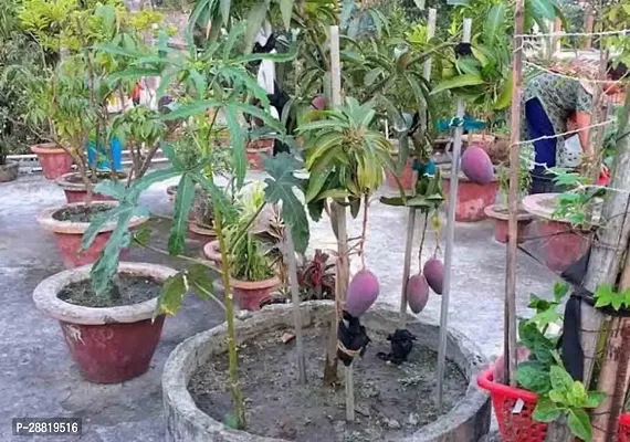 Baishnab  Gulab Khaas Mango Plant Mango Plant-thumb0