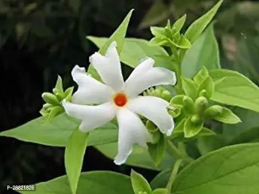 Baishnab  White Flower  ParijatHarsingar Plant wi