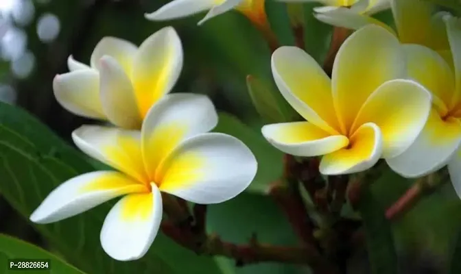 Baishnab  Yellow Champa Flower Chamaedorea Plant