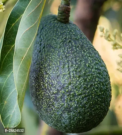 Baishnab  Avocado Plants Live PlantCF961 Avocado-thumb0