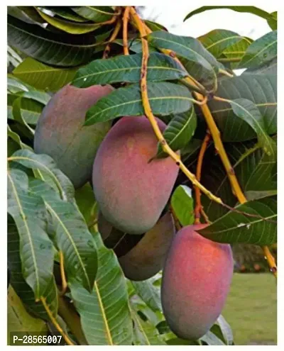 Baishnab Mango Plant All Time s