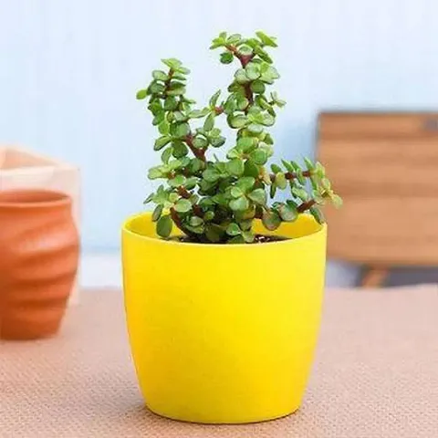 Trendy Plant & Planters 