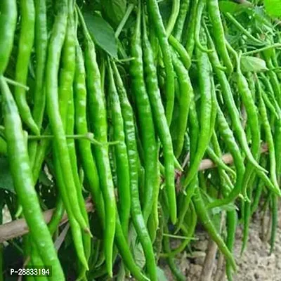 Baishnab Chili seed a 50plChili Seeds Hot Jwala Pariksha Hybrid  4654750PIECE-thumb0