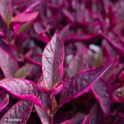 Baishnab Stromanthe Triostar Plant Brazilian red hots Alternanthera plant-thumb3