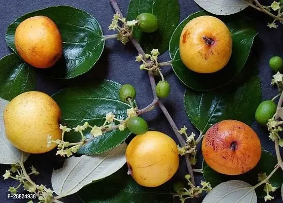 Baishnab  VIKA Ber Apple Plant