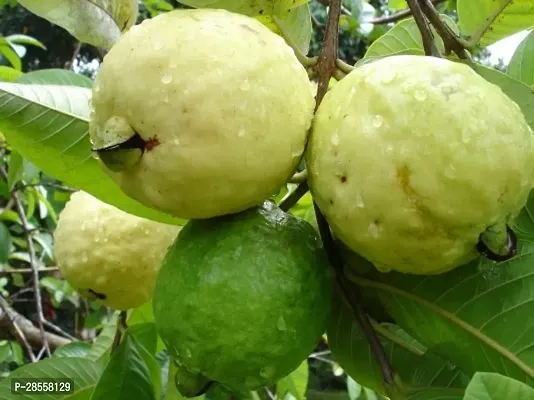 Baishnab Guava Plant Guava Plant-thumb0