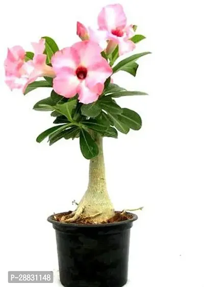 Baishnab  AdeniumHybrid PlantGrafted0144 Adenium-thumb0