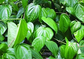 Baishnab Betel Leaf Plant raBATEL LEAF$85-thumb2