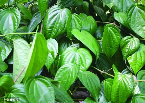 Baishnab Betel Leaf Plant raBATEL LEAF$85-thumb3