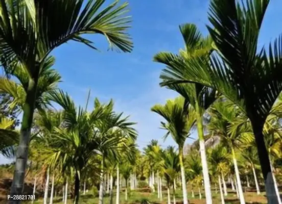 Baishnab  Pagoda supari plants Betel NutSupari Pla