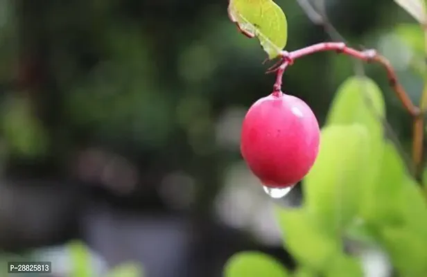 Baishnab  lccl11 Cherry Fruit Plant