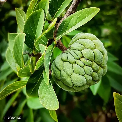 Baishnab  Custard Apple Live Plant CF0065 Custard