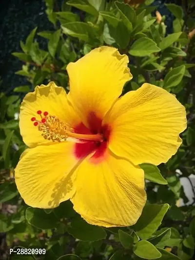 Baishnab  hibqk01 Hibiscus Plant-thumb0