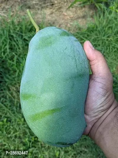 Baishnab Mango Plant OQ1- Mango plant-thumb0