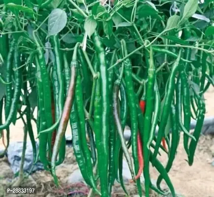 Baishnab Chili plant ds 150psCW2 CHILLI MIRCHI HYBRID SEED150PIECE-thumb0