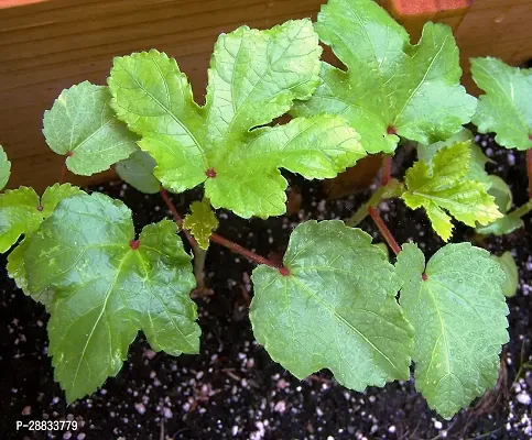 Baishnab bhindi seed 1000 ps ffrSilver Queen Okra Ladies Finger bhindi Organic Heirloom seeds1000PIECE-thumb3