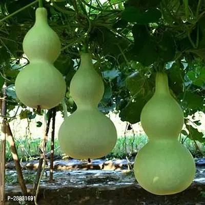 Baishnab Bottle gourd 25ps mc ty Hybrid Bottle Gourd Seeds25PIECE