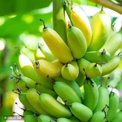 Baishnab Banana Plant Live Grand Nain Cavendish Banana Plant All Climate-thumb0