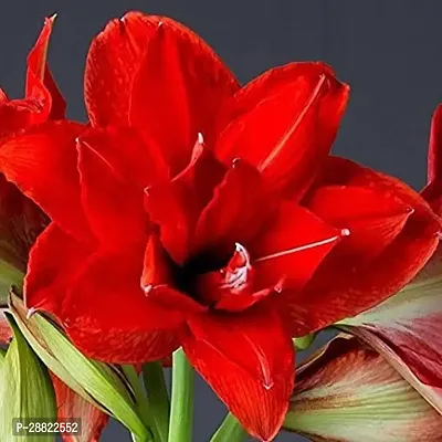 Baishnab  Amaryllis lily bulbs Adenium Plant