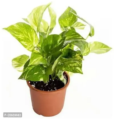 Baishnab Money Plant Golden money plant-thumb0