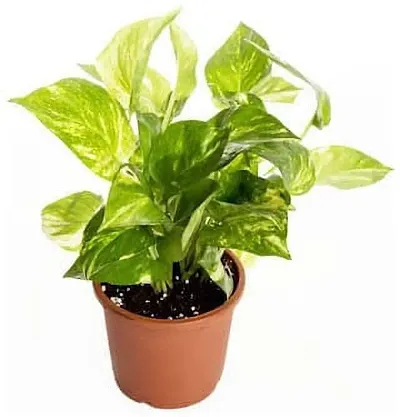 New Arrival Plant & Planters 