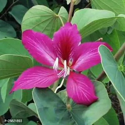 Baishnab  Kanchan flower Purpleplant Kanchana Pla