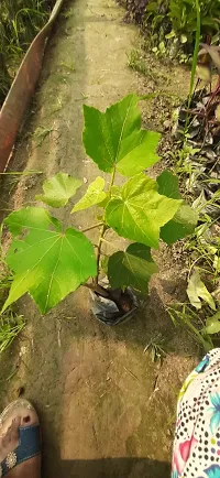 Baishnab Lotus Plant Land Lotus Plant-thumb2