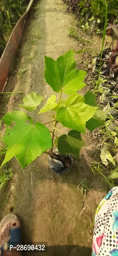 Baishnab Lotus Plant Land Lotus Plant-thumb3