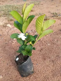 Baishnab Guava Plant Bahan Traders Guava Live Tree From Thailand Red Inside Small Grafted Plant Without Fruit Plant hight 2 fit-thumb1