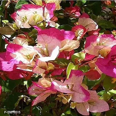 Baishnab  EGRDN957 g Bougainvillea Plant