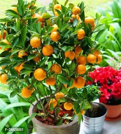 Baishnab  or9 Orange Plant-thumb0