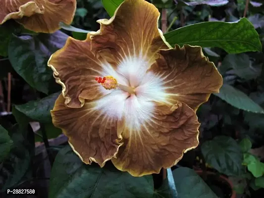 Baishnab  Hybrid Hibiscus Flower Live PlantCF324