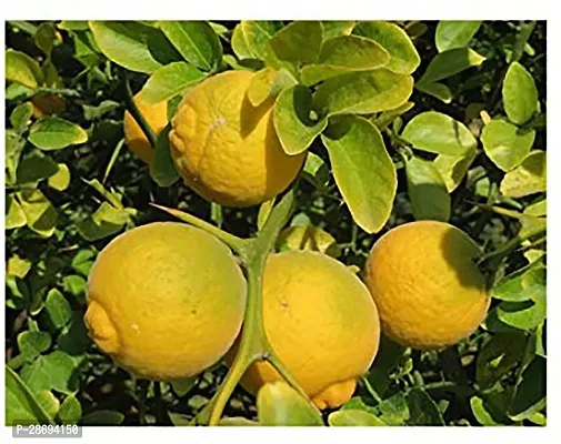 Baishnab Lemon Plant Gardens Live Galgal LemonNimbuNimboo Fruit Plants With poly bag - Outdoor Healthy Plant 1s Healthy Live Plant With Plastic Bag