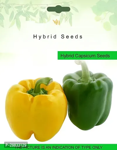 Baishnab capsicum seed zzseCapsicum Bell Pepper Mixed Colors F 1 Hybrid1500PIECE