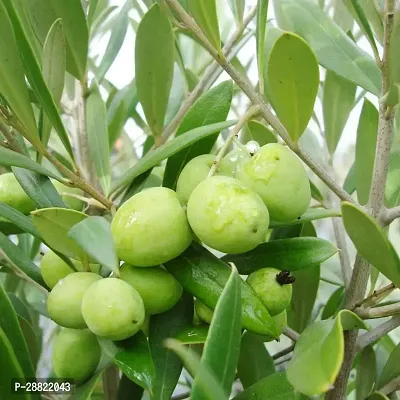 Baishnab  Indian OliveJalpai Live Plant CF018 ZZ