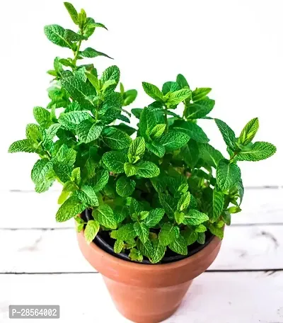 Baishnab Mint Plant Pudina plant-thumb0